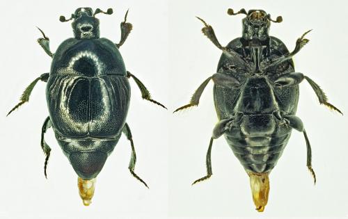 Réf. 182 487 : Saprinus subnitescens